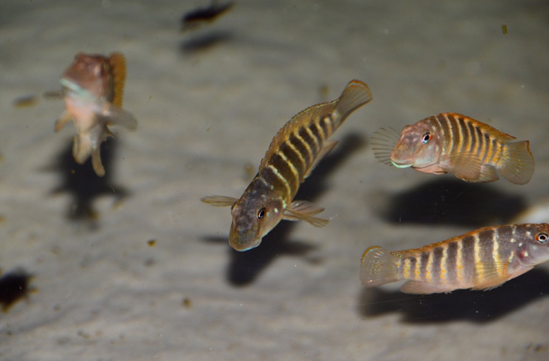 Eretmodus marksmithi 'Mzungu Beach'